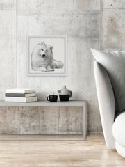 White Spitz