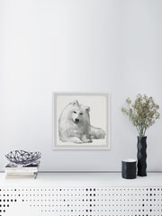 White Spitz