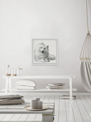 White Spitz