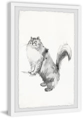 Gray Maine Coon