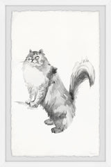 Gray Maine Coon