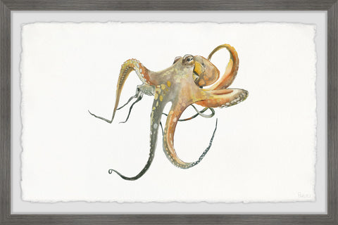 Lazy Octopus