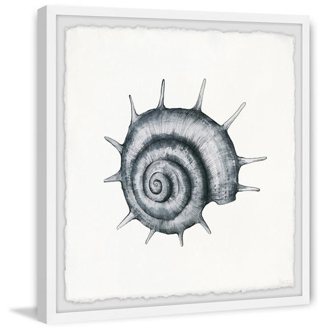 Spiky Seashell