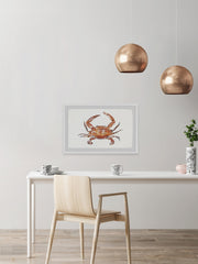 Orange King Crab