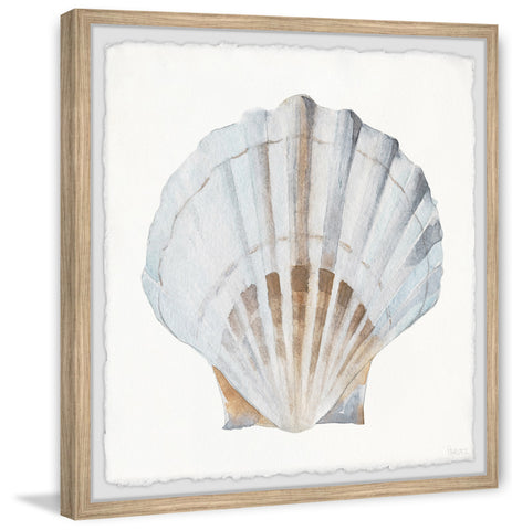 Pretty White Shell