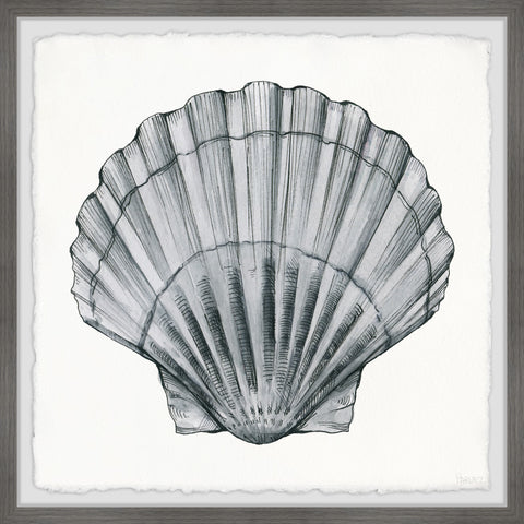 Pretty Gray Shell