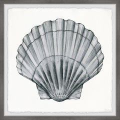 Pretty Gray Shell