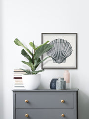 Pretty Gray Shell