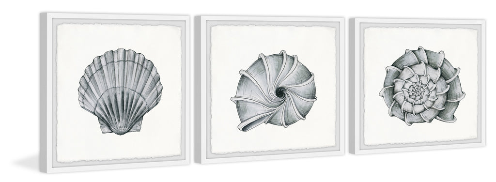 Pretty Shells Triptych