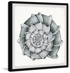 Blooming Shell