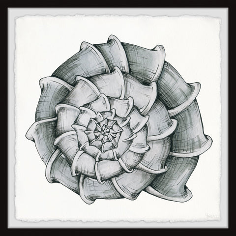 Blooming Shell