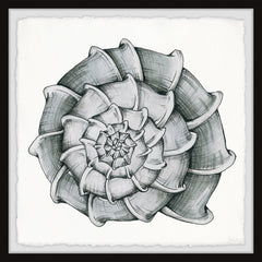 Blooming Shell