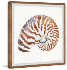 Tiger Shell