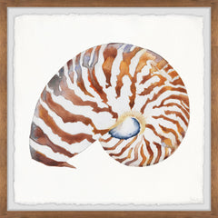 Tiger Shell