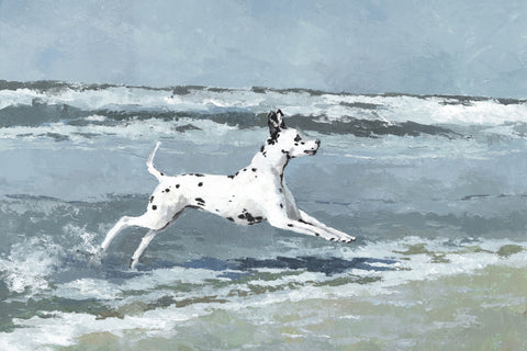 Splashing Dalmatian