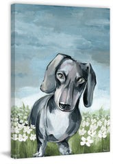 Beautiful Dachshund