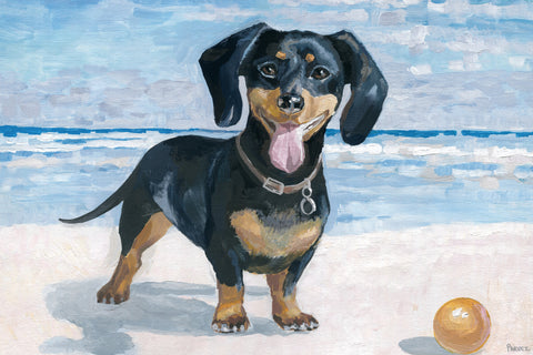 Playful Dachshund