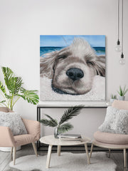 Relaxing Dog