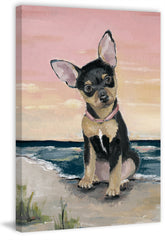 Cute Little Dog