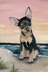 Cute Little Dog