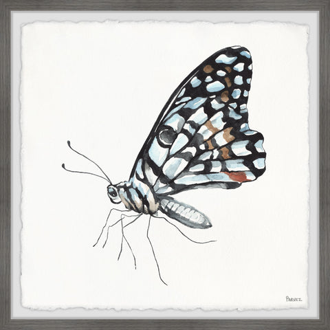 Blue and Black Mariposa