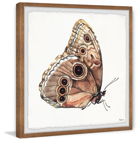 Brown Mariposa