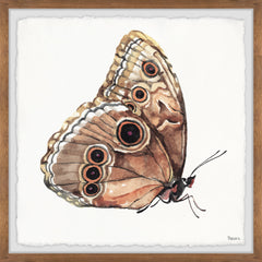 Brown Mariposa