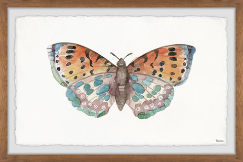 Clown Butterfly