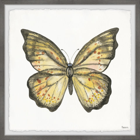 Big Yellow Mariposa