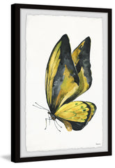 Black and Yellow Mariposa