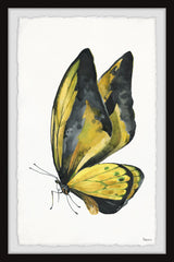 Black and Yellow Mariposa