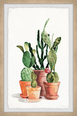 Cactus Variety