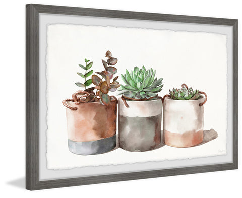 Cactus Cans