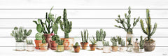 Potted Cactus Line II