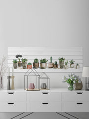 Potted Cactus Line