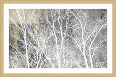 Frosty White Branches