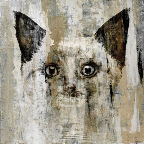 Brown-Eyed Cat