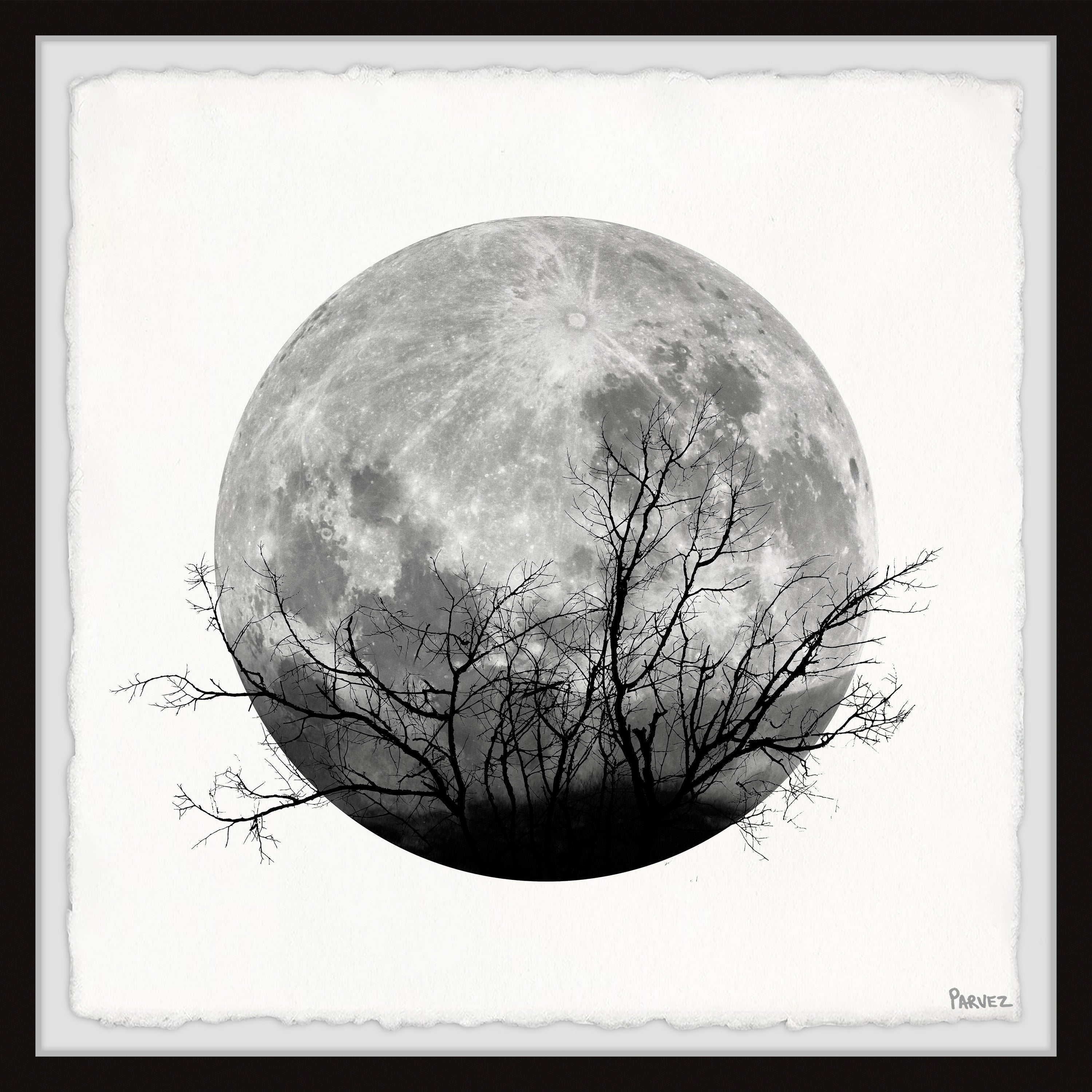 Forest Moon – PARVEZ TAJ