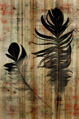 Beautiful Black Feathers