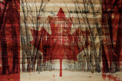 Dark Red Leaf