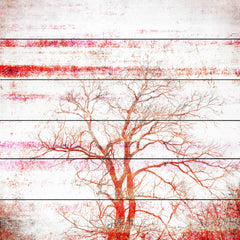 Orange Tree