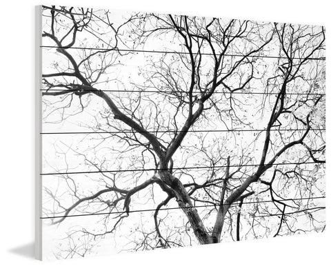 Black Branches