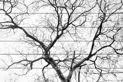 Black Branches