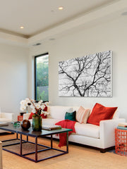 Black Branches