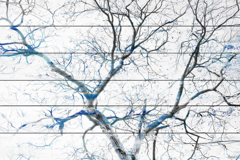Blue Branches