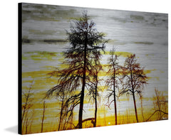 Trees Against Gold Sky