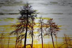 Trees Against Gold Sky