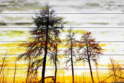 Trees Against Gold Sky