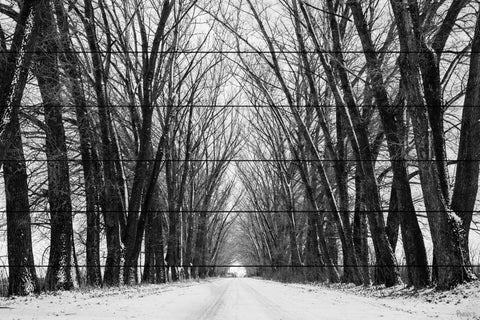Rows of Trees