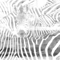 Zebra Stare